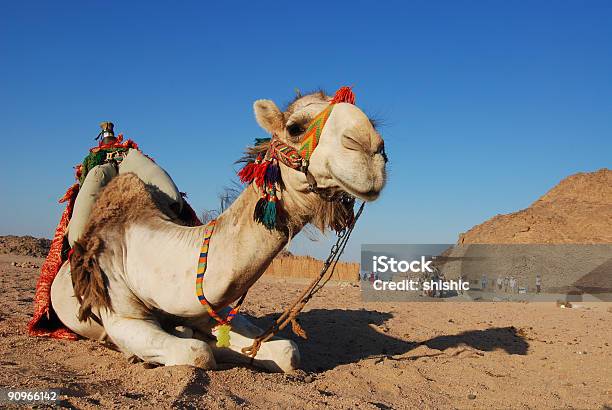 Camelo No Saara - Fotografias de stock e mais imagens de Aldeia - Aldeia, Animal, Ao Ar Livre