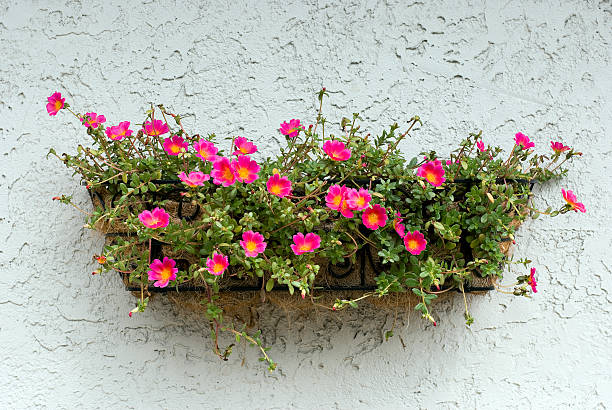 Flowerbox stock photo