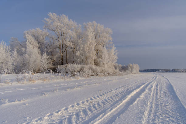 istock fabulous winter landscape with white trees 909664088