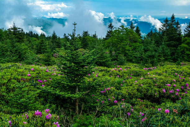 istock Roan Mountain Rhododendron Garden 909664178