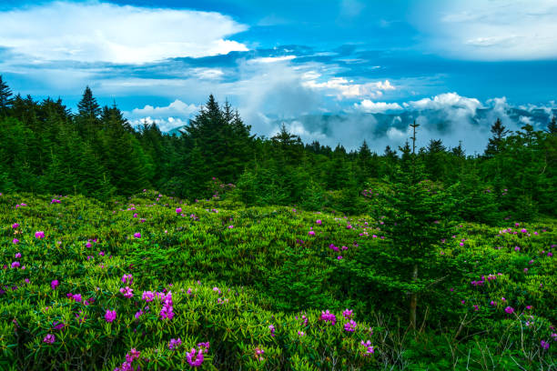 istock Roan Mountain Rhododendron Garden 909664180