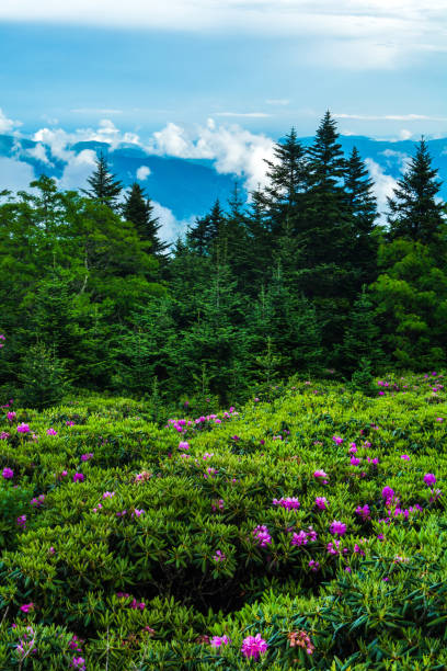 istock Roan Mountain Rhododendron Garden 909664182