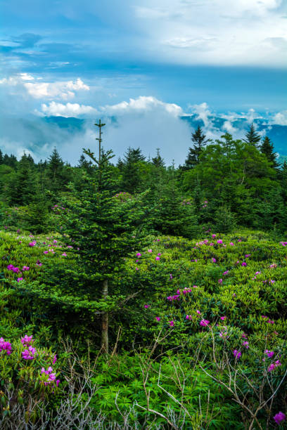 istock Roan Mountain Rhododendron Garden 909664192