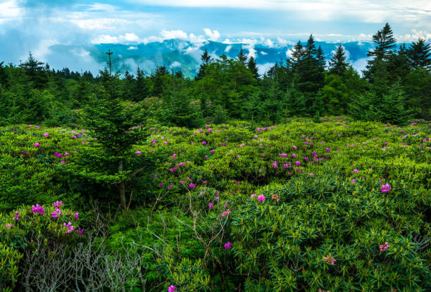 istock Roan Mountain Rhododendron Garden 909664208