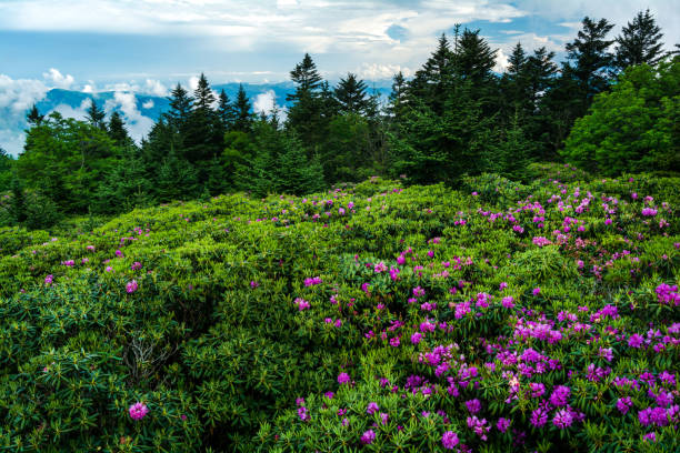 istock Roan Mountain Rhododendron Garden 909664210