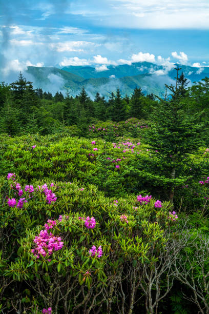 istock Roan Mountain Rhododendron Garden 909664230
