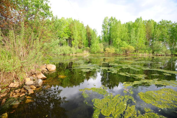 istock summer lake with green grass 909671714