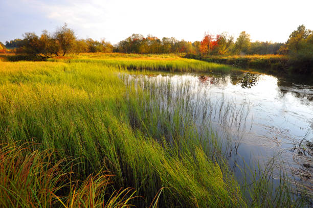 istock summer lake with green grass 909671728