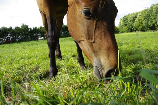 Horse eating with fresh grass in close up