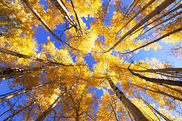 istock landscape yellow autumn aspen trees 90967409