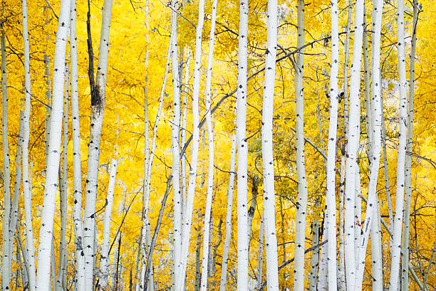 złota jesień aspens - birch tree birch forest tree zdjęcia i obrazy z banku zdjęć