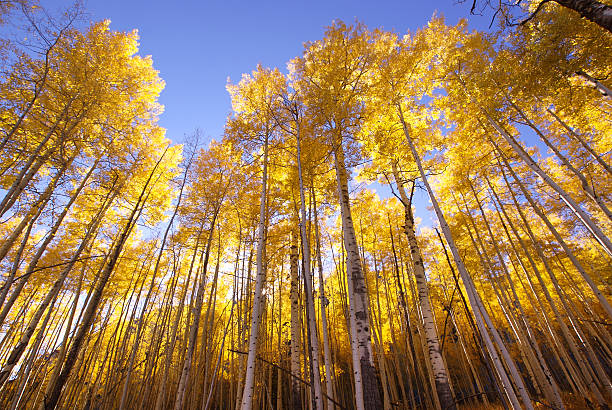 paisaje de bosque de otoño amarillo árboles de aspen - growth tree spirituality tranquil scene fotografías e imágenes de stock