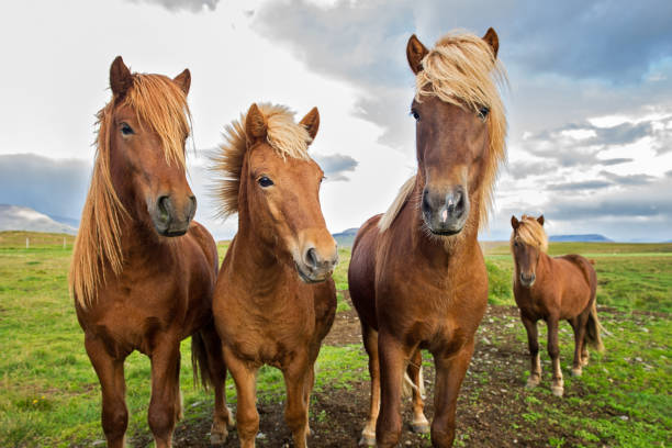 istock Ponies of Iceland 909674420