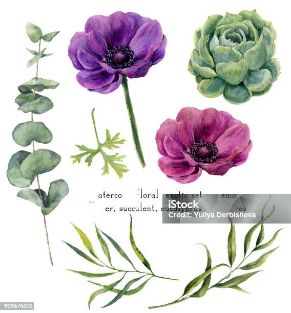 Watercolor Exotic Floral Elements Set Vintage Leaves Eucalyptus Succulent And Anemone Flowers Isolated On White Background Hand Drawn Botanical Illustration For Design Background Fabric Stock Illustration - Download Image Now