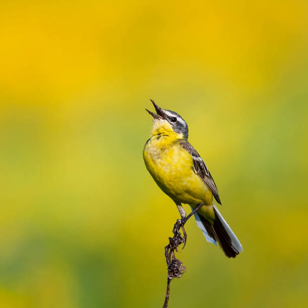 istock a bright bird is the yellow Wagtail sings on a summer solar meadow 909675416