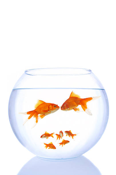 istock goldfish family 90967635