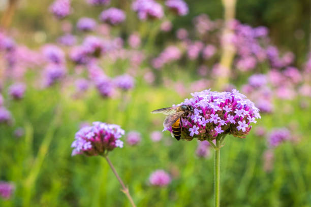 istock Purple Verbena tiny flowers with bee in morning sun 909680744