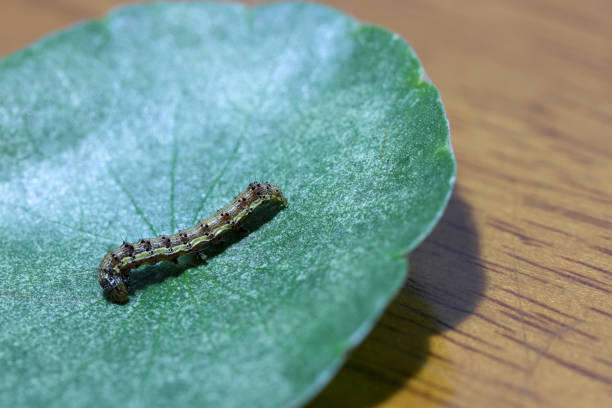 Caterpillar with green leaf on wooden background. stock photo