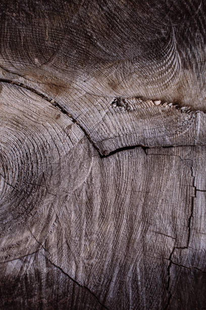 istock Wood texture and background. Timber industry. Cut tree trunk texture and background for designers. Closeup view of rough wood texture. Natural and rustic wood. 909681508