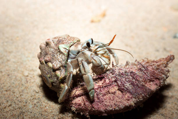 istock Hermit crab hiding in it's shell on the beach, Nosy Komba, Madagascar 909683140