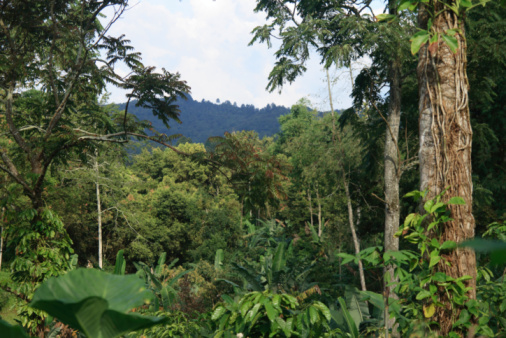 Rain Forest, West Sumatra, Indonesia