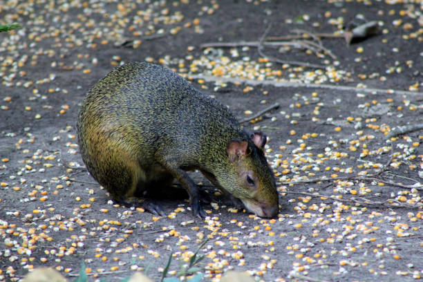 cutia rongeur - agouti animal photos et images de collection