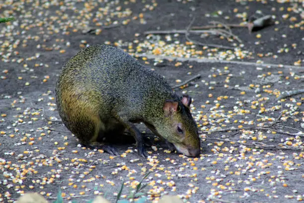 Tropical life from Bonito Brazil rodent animal called cutia