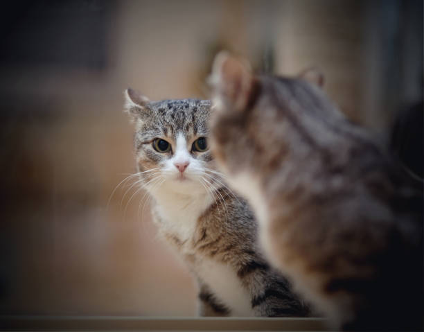 Portrait of a gray striped domestic cat in a mirror.