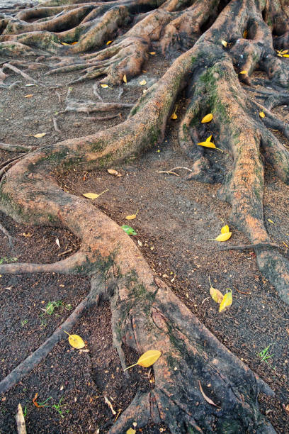 istock Ficus tree roots in Exposition Park Los Angeles 909689164