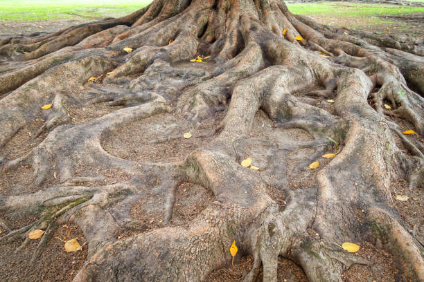 Ficus tree roots in Exposition Park Los Angeles