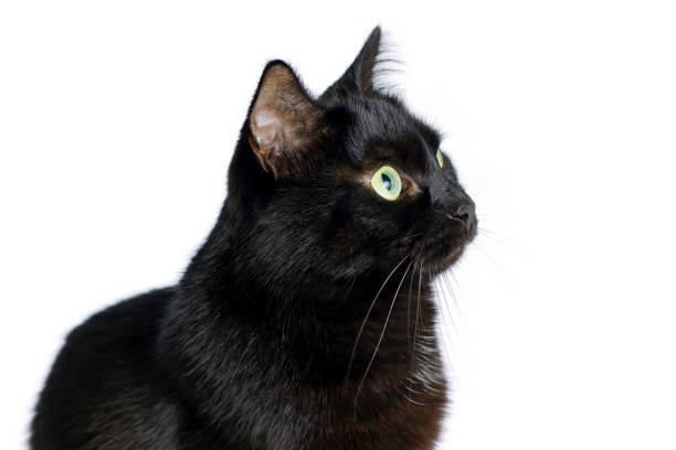 istock Head of young black cat isolated on white 909695234