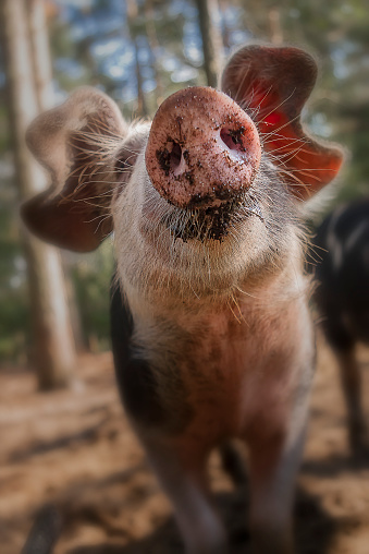 Close up of curious pig with focus on the nose