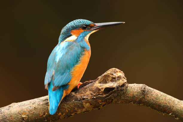 istock Kingfisher perched on a branch on dark background 909696014