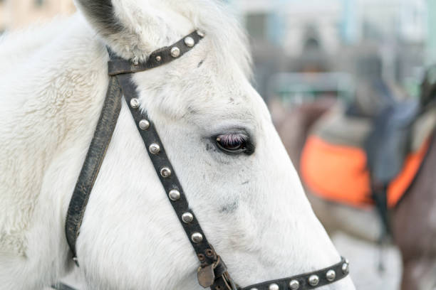 белая голова лошади. крупный план - horse black stallion friesian horse сток�овые фото и изображения