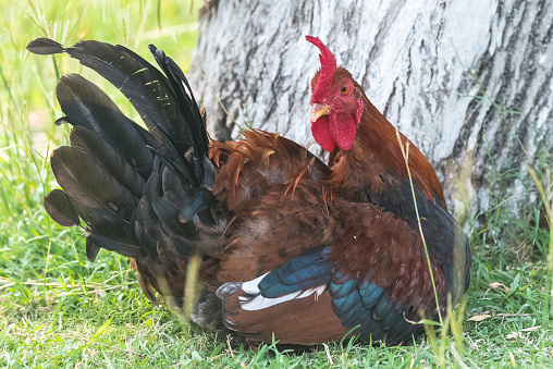 Red junglefowl lying on the grass and cleaning its feathers