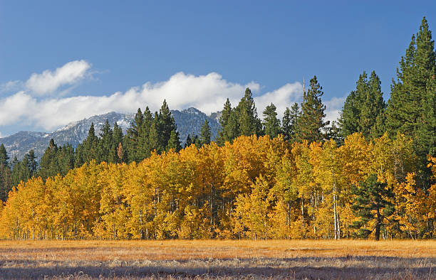 istock Aspen Grove and Meadow 90969894