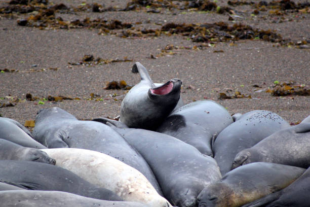 elefante-marinho do sul bocejo - animal elephant seal seal yawning - fotografias e filmes do acervo