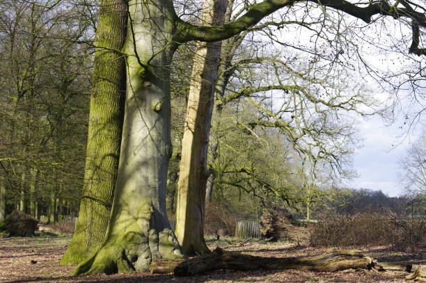 istock Wooden fence in the forest 909699356