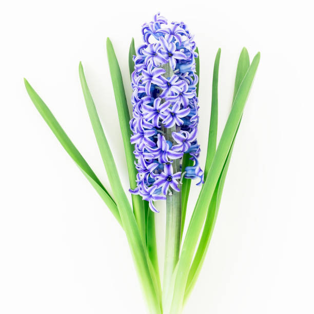 istock Blue hyacinth on white background. Flat lay, Top view. Floral background 909699532