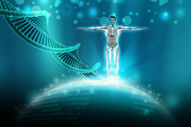istock human anatomy with dna 909701024