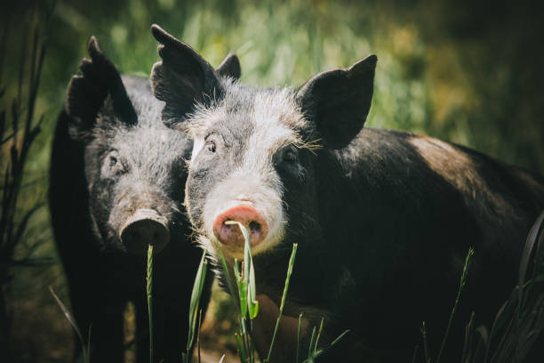 istock Two young black pigs with clipped ears in grass looking toward camera 909701154