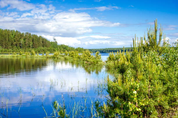 istock Forest Lake. summer landscape. blue sky reflected in clear water 909701264