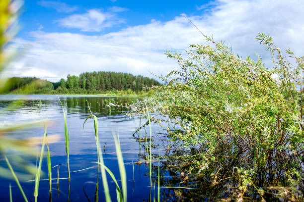 istock Forest Lake. summer landscape. blue sky reflected in clear water 909701266