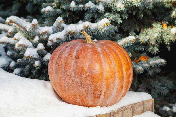 Vegetables in the snow. A round ripe orange pumpkin lies on a white snow cover. In the background a blue spruce