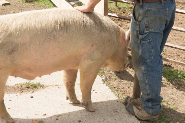 istock Farmer petting a large white pig with his hand 909703730