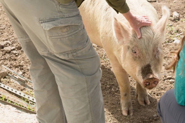 istock Farmer petting a large white pig with his hand 909703970