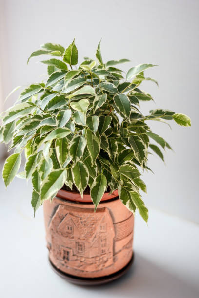 istock Ficus benjamina kinky in a pot over white background. 909703998