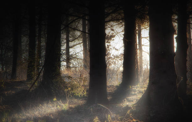 istock Foggy dark forest with a black shadows close up 909704802