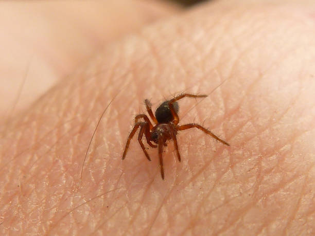 istock Spider bites the hand. The man is afraid 909705276