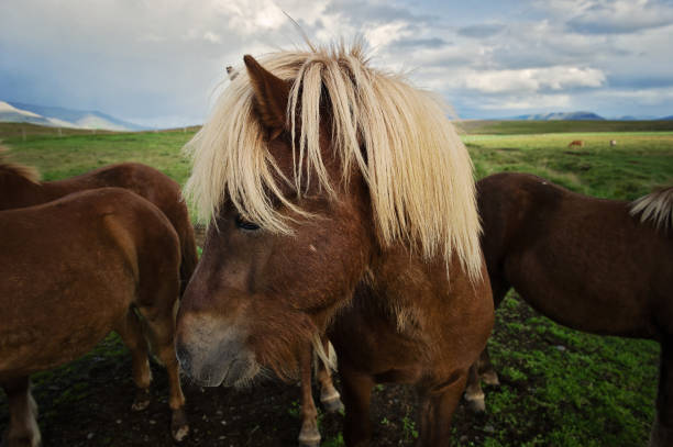 istock Ponies of Iceland 909707944